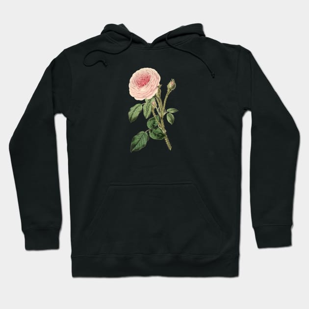 Pink Rose Flower Vintage Botanical Illustration Hoodie by Biophilia